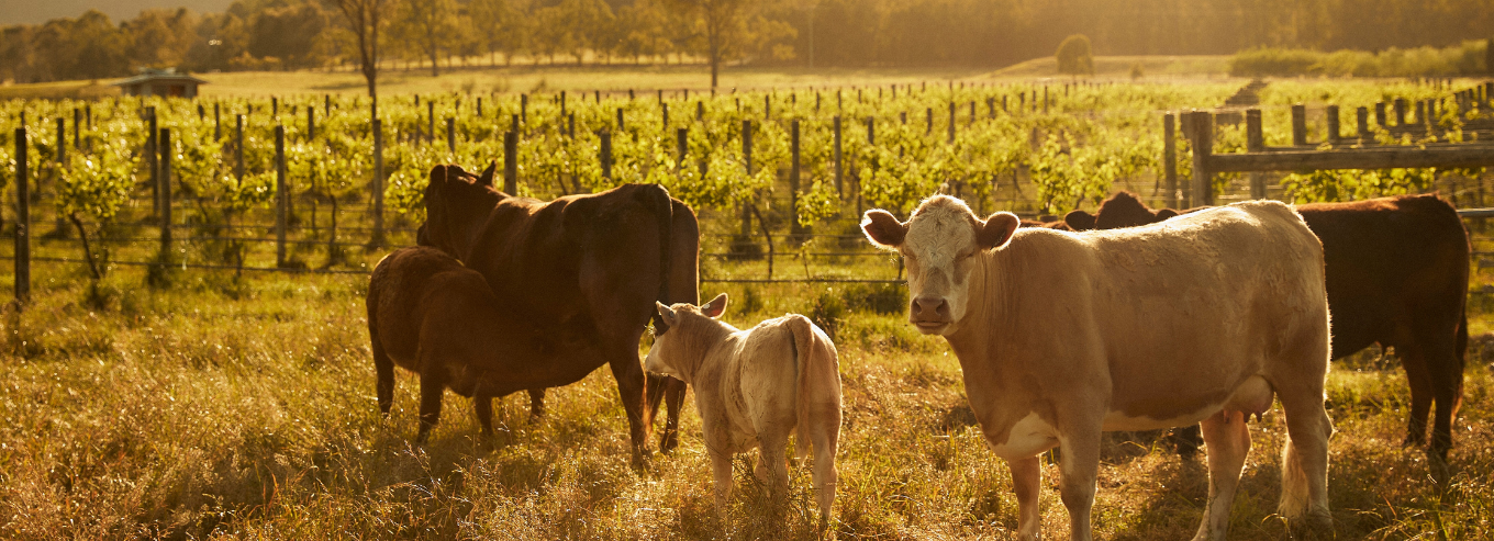 Cows at Krinklewood vineyard